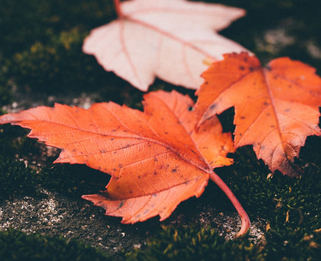 Red Leaves