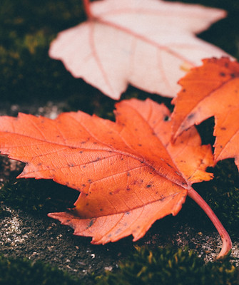 Red Leaves