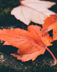 Red Leaves