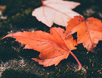 Red Leaves