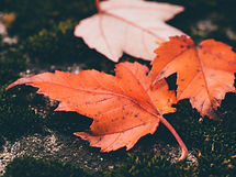 Red Leaves