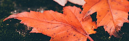 Red Leaves