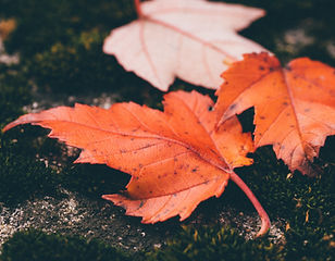 Red Leaves