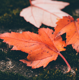 Red Leaves