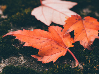 Maintenant que les feuilles tombent...
