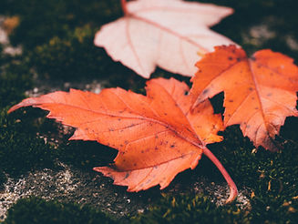Red Leaves