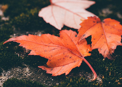 紅葉