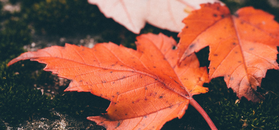 Red Leaves
