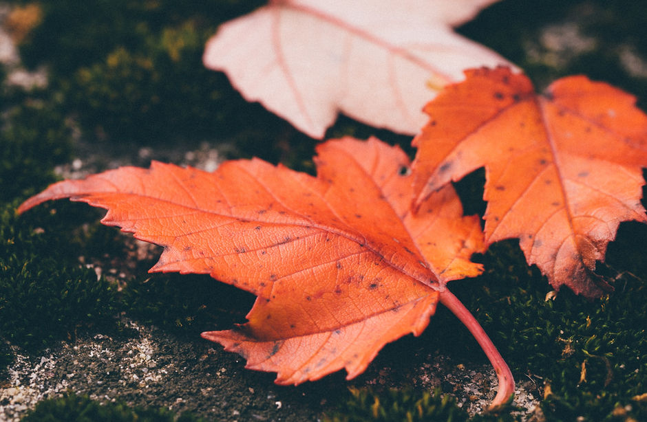 紅葉
