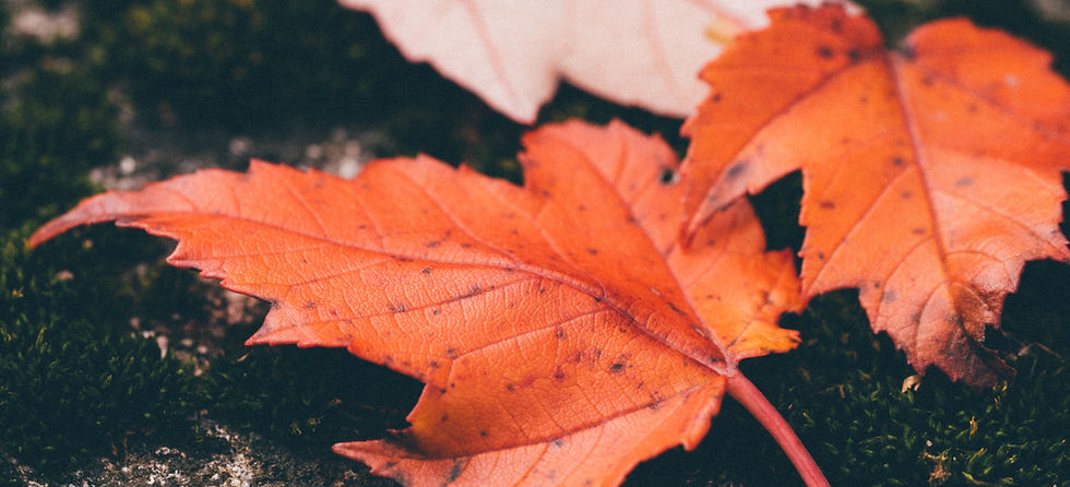 Red Leaves