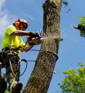 tree trimming and removal photo.jpeg