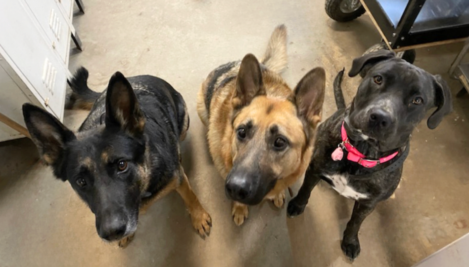 We bet they're up to NO GOOD! Don't they look guilty?