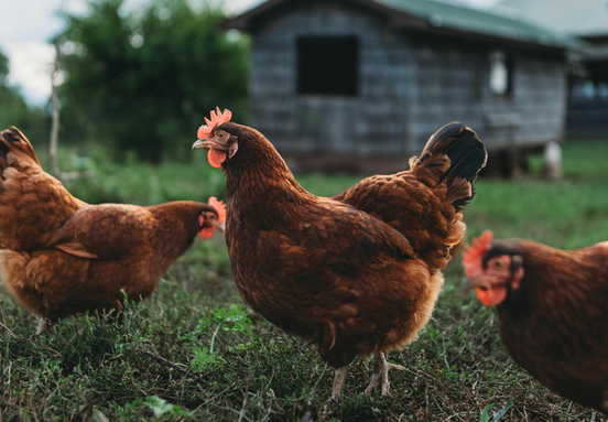 We supply a full line-up of poultry feed and nutrition -- keep these 'early risers' healthy & happy and clucking along.