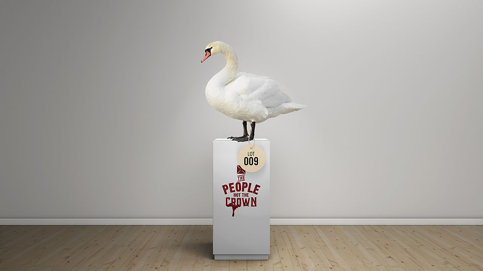 Swan_Wide.jpg