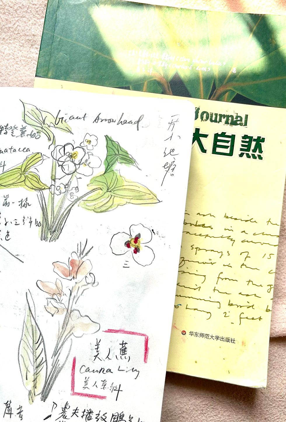 nature jouranling and a drawing of the flower