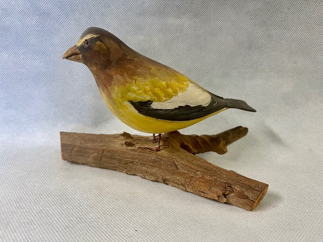 Janson Grossbeak.jpeg