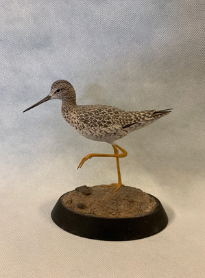 Yellowlegs