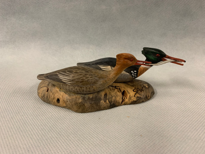 Saw Mergansers.jpeg