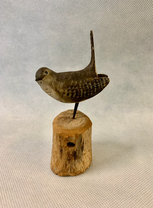Peltz house wren.jpeg