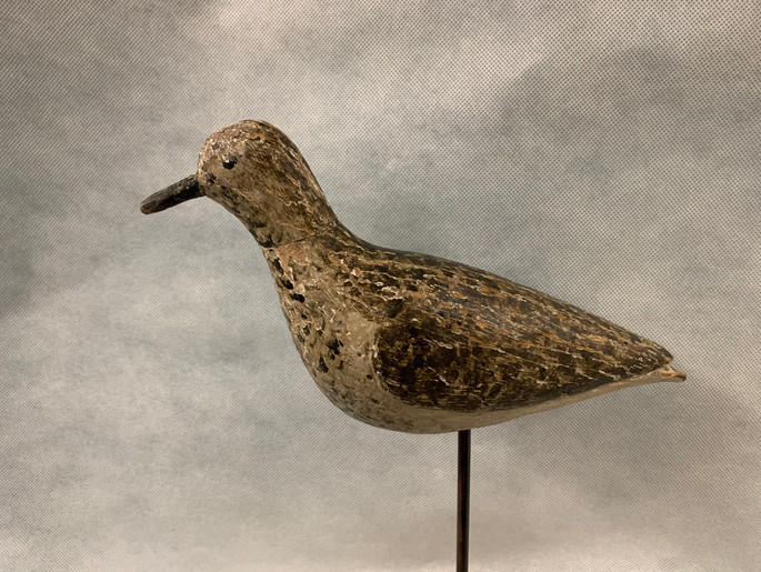 Black-Bellied Plover