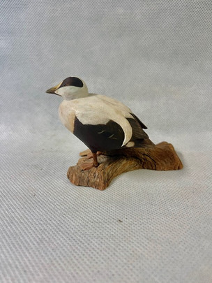 Gibbs Eider.jpeg