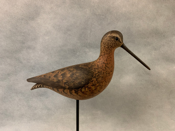 Collins Dowitcher.jpeg