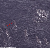 2012 Bacon et. al rare sighting.png