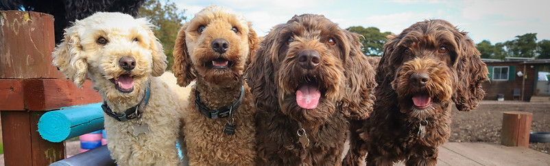 Beamer, Bentley, Mango, Myrtle.jpg