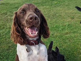 Pads for Pooches — dog boarding
