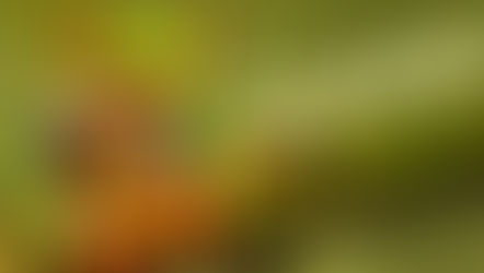 Zestful Zoology: Science Elective Offered Next School Year