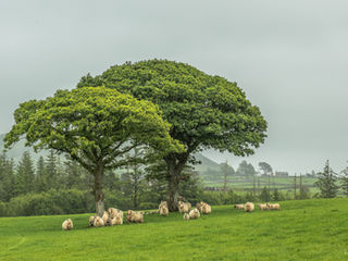 Wales, Cymru, Brecon Beacons, mid-wales, wasserfall, waterfall, Bannau Brycheiniog, 