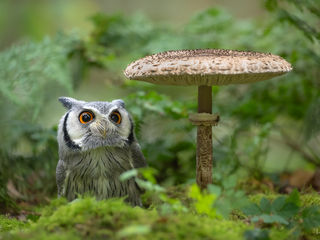 Weissgesichtseule, white-faced owl