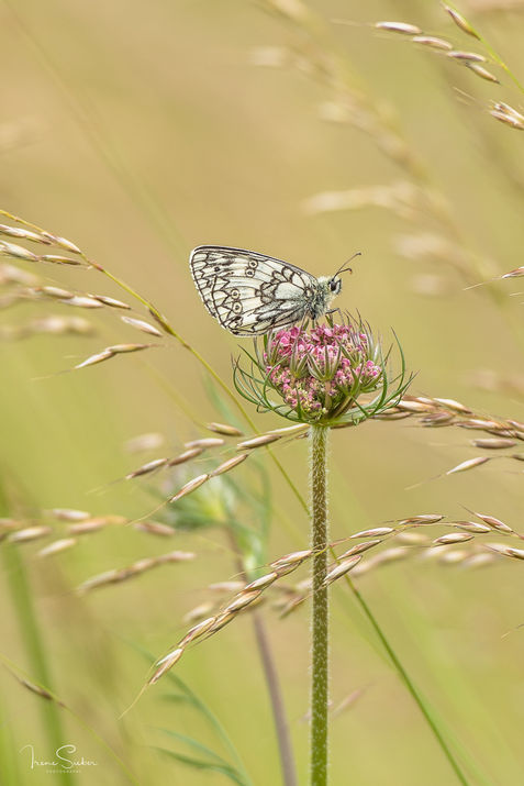 Schachbrett-Falter auf einer wilden Blume im hohen Gras
