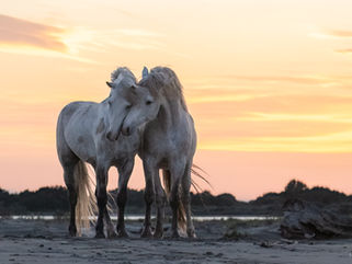 Camargue horses (stallions)