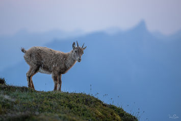 Junger Steinbock auf einem Berghang vor blauem Gebirgspanorama.