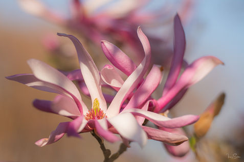 Close-up of a flowering star magnolia with pink petals.