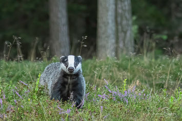 Dachs auf einer Wiese mit violetten Blüten vor Bäumen