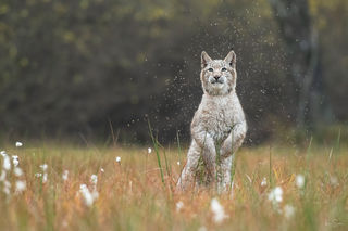 Luchs, Eurasischer Luchs, Lynx, Luchse, 