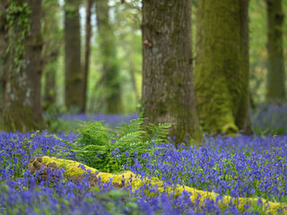 Bluebells, Dorset