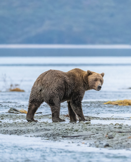 Braunbär am flachen Ufer eines Sees in Alaska