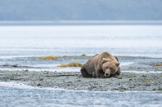 Katmai Coastal Brown Bear, Küstenbraunbär Alaska
