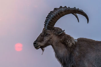 Steinbock-Profil vor der untergehenden Sonne