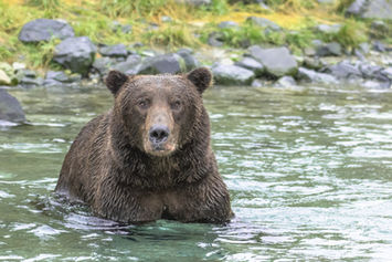 Ein Braunbär steht aufmerksam in einem Fluss.