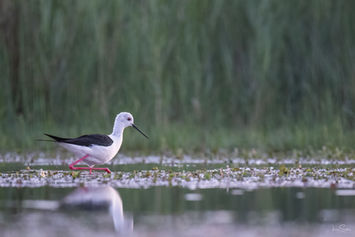 Stelzenläufer watet durch ein flaches Gewässer