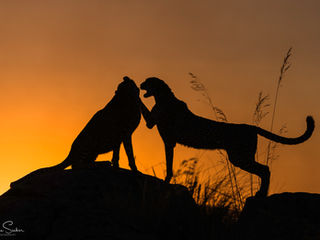 Geparden im Sonnenuntergang
