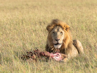 lion with prey, löwe mit beute