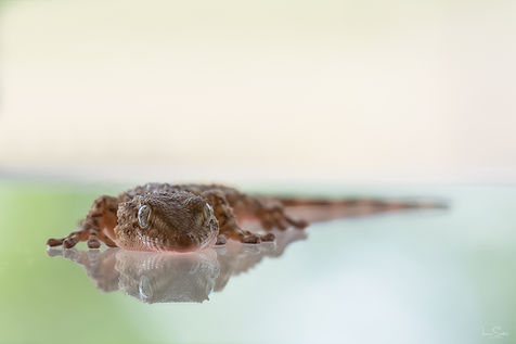Nahaufnahme eines Geckos mit Spiegelung auf glatter Fläche