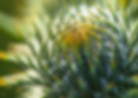 Nahaufnahme einer Distelblüte mit Morgentau im Sonnenlicht.