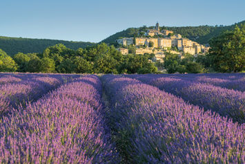 Lavendelfelder in der Provence vor einem Bergdorf in Frankreich