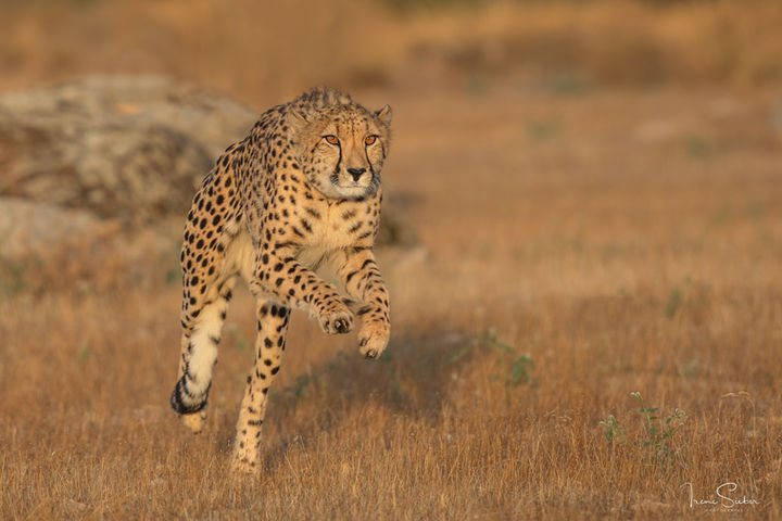 Rennender Gepard in der Savanne